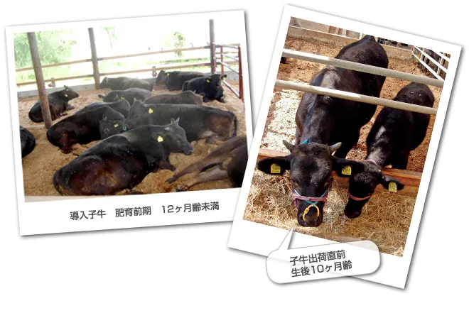 導入子牛の事例写真。肥育前期12ヶ月齢未満と、子牛出荷直前10ヶ月齢